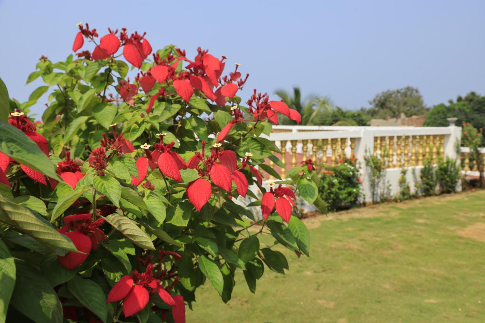 Sparv Aulakhs Resort Mandrem Buitenkant foto